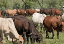 Effects of Cattle Grazing on Pollinators